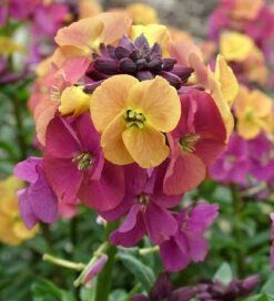 Erysimum 'Paintbox'