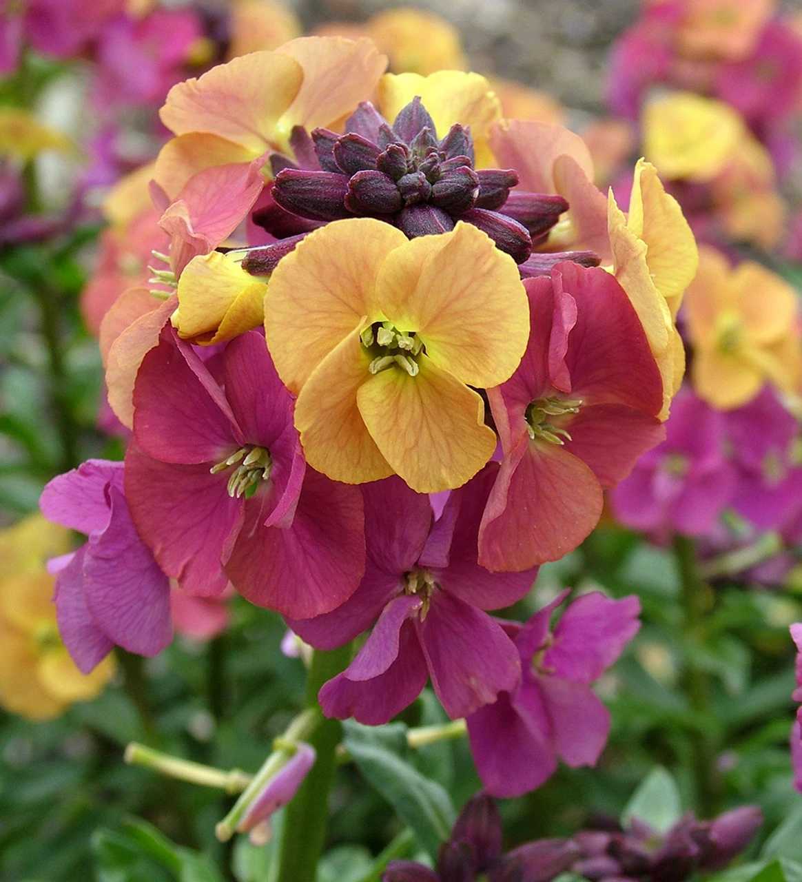 Erysimum 'Paintbox'