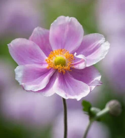 Anemone X Hybrida 'Loreley'