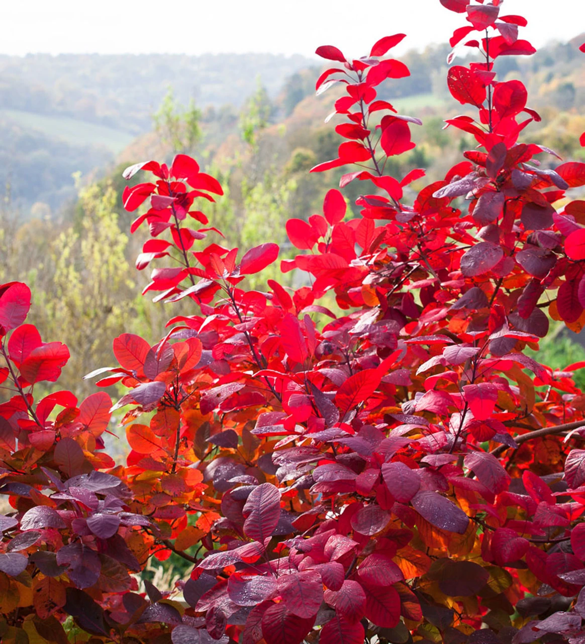 Cotinus X Obovatus 'Grace'
