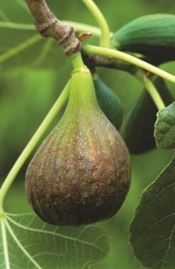 Fig 'Brown Turkey'