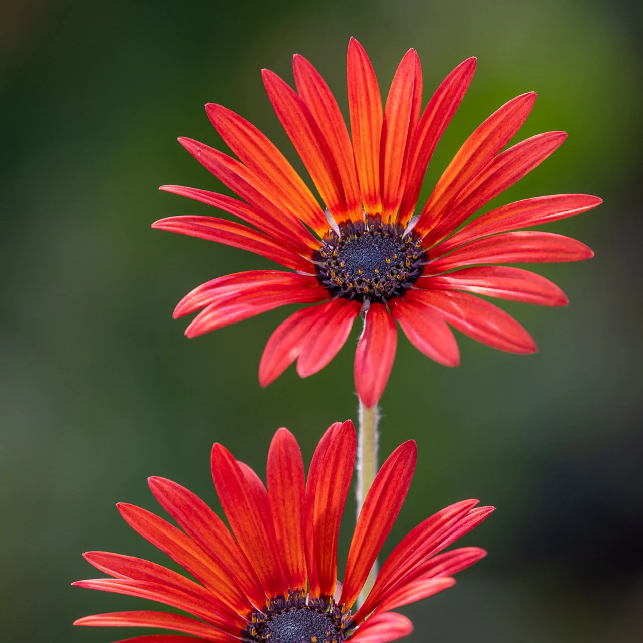 Arctotis 'Red Devil'