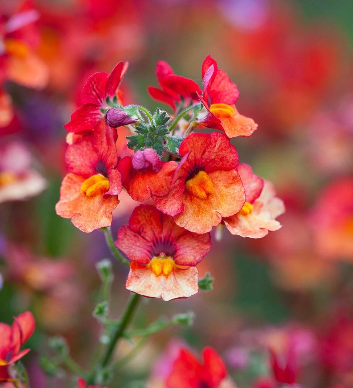 Summer Fruit Salad Container Collection - Image 3