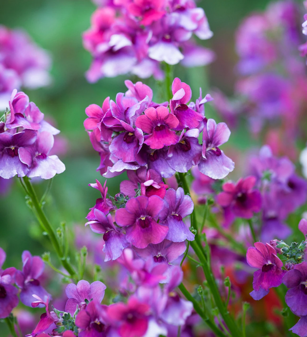 Summer Fruit Salad Container Collection - Image 4