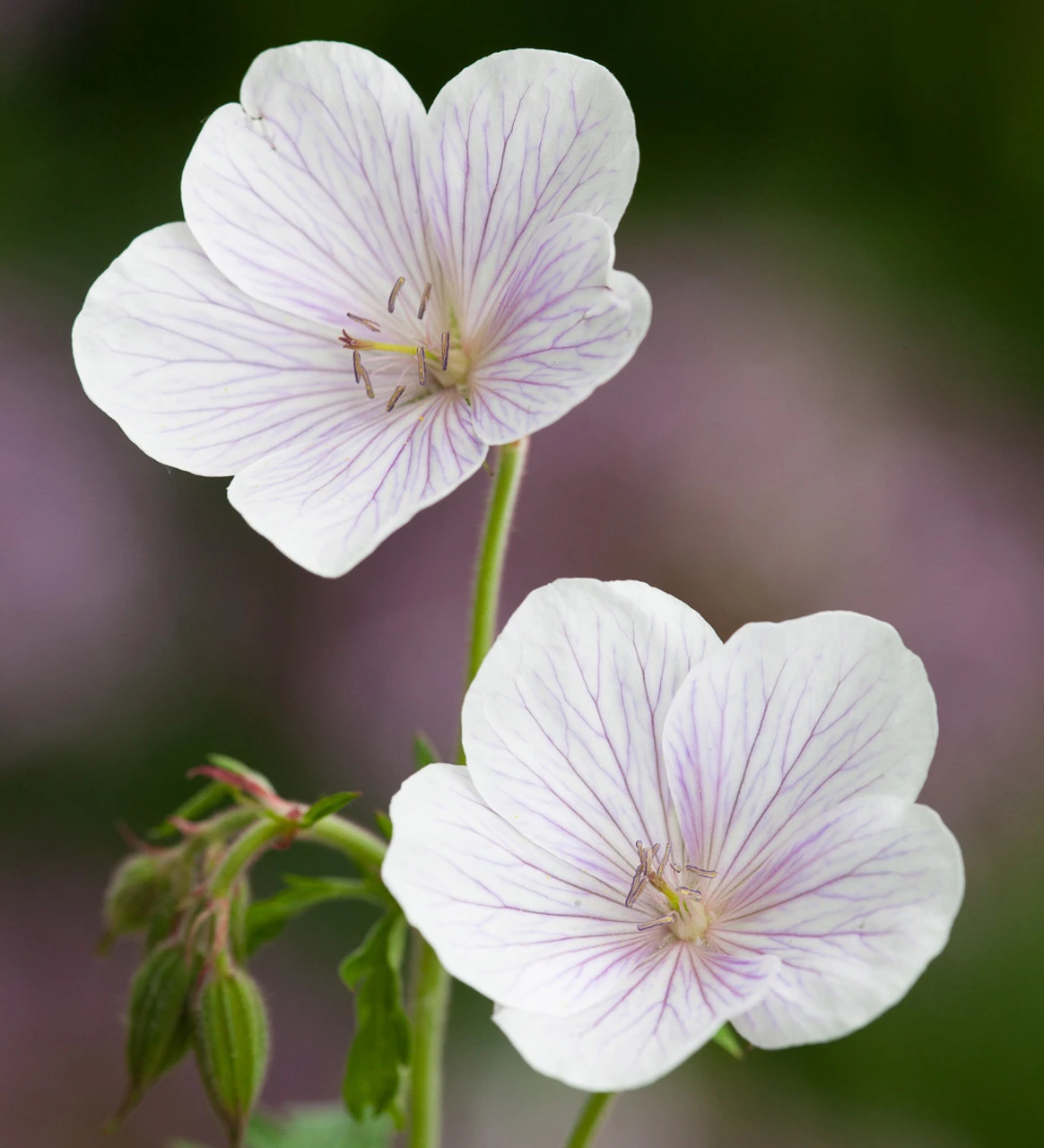 Geranium Clarkei 'Kashmir White'