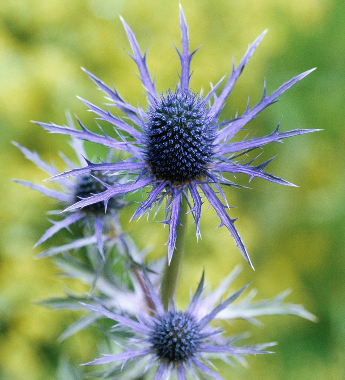 Eryngium X Zabelii 'Violet'