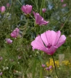 Althaea Cannabina