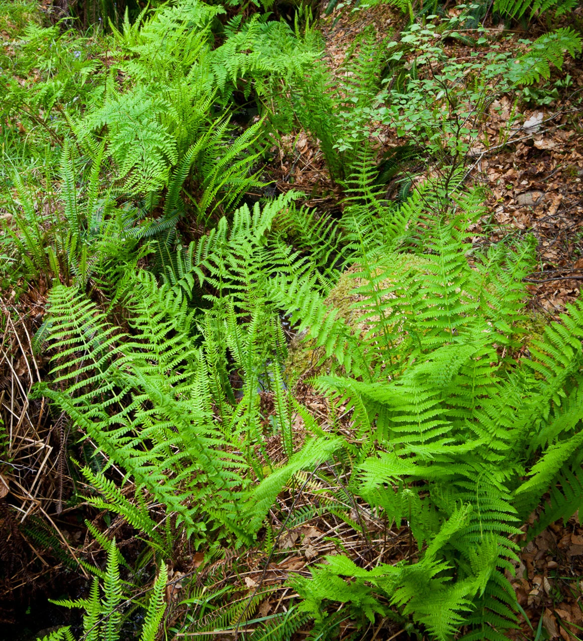 Dryopteris Filix-mas