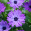 Osteospermum 'Erato Compact Blue'