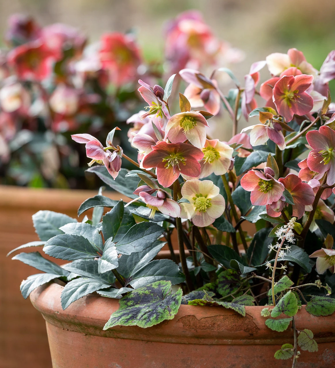 Helleborus X Ballardiae HGC INR 'Merlin'