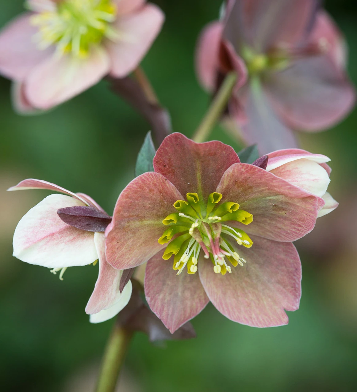 Helleborus X Ballardiae HGC INR 'Merlin' - Image 2
