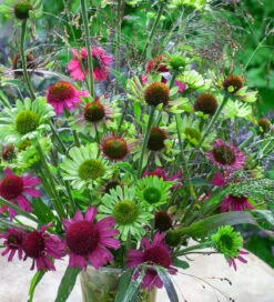 Green Jewel Echinacea Collection