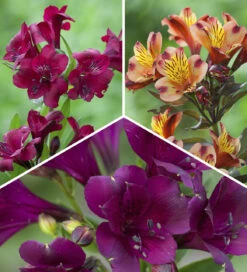 Dark And Rich Alstroemeria Collection