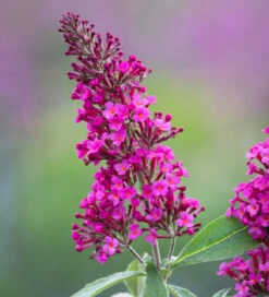 Buddleia 'Hot Raspberry'