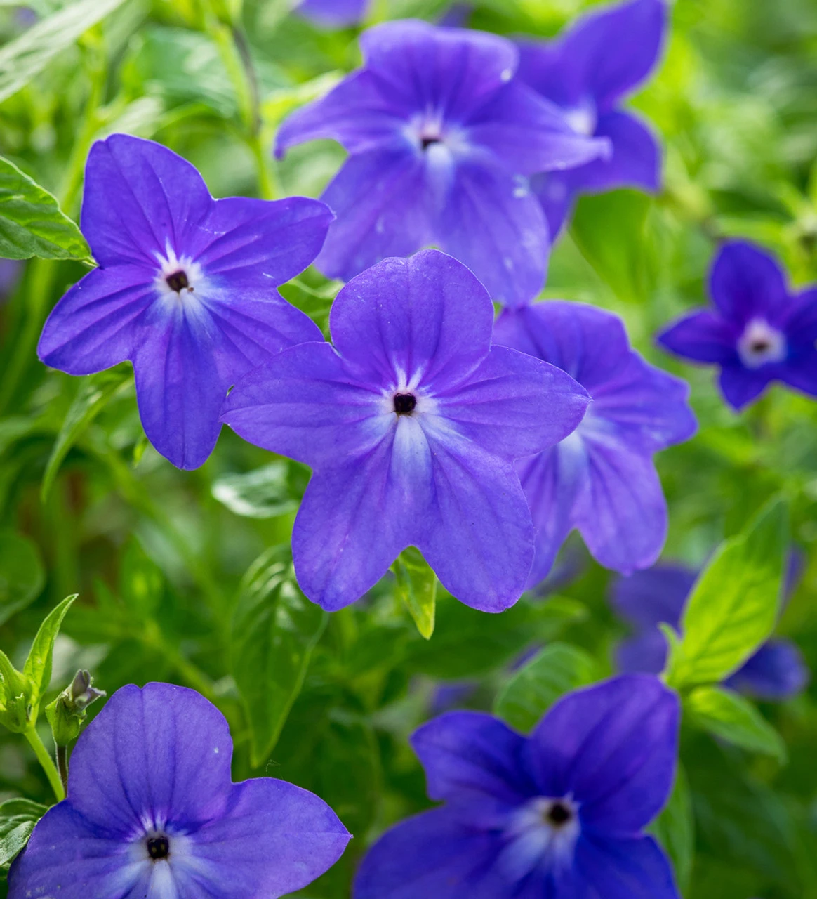 Blue Lace Shade Collection - Image 3