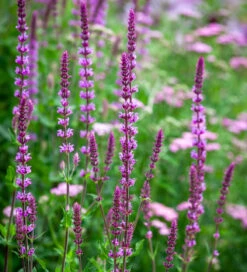 Salvia Nemorosa 'Amethyst'