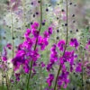 Verbascum Phoeniceum 'Violetta'