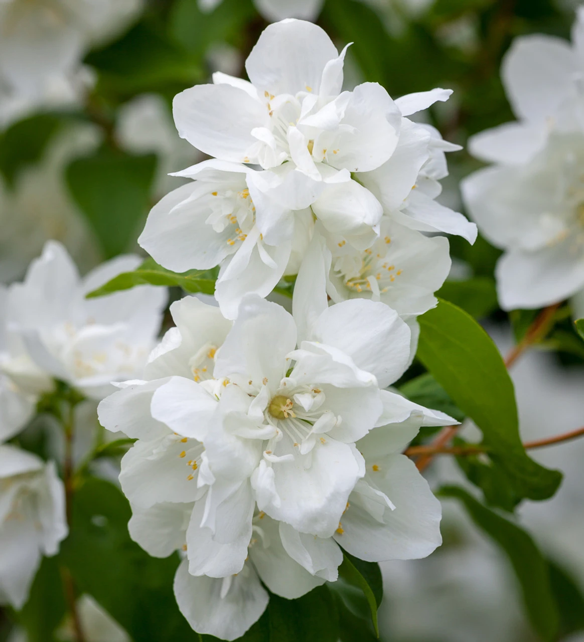 Philadelphus 'Manteau D'Hermine'