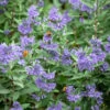 Caryopteris X Clandonensis 'Sterling Silver'