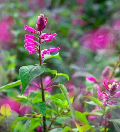 Salvia Involucrata 'Hadspen'