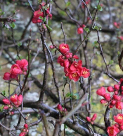 Chaenomeles X Superba 'Crimson And Gold'