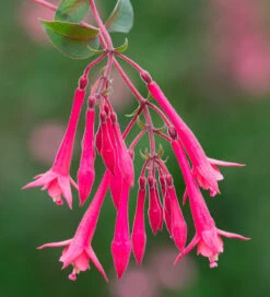 Fuchsia Triphylla 'Eruption'