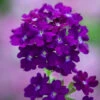 Verbena X 'Showboat Midnight'