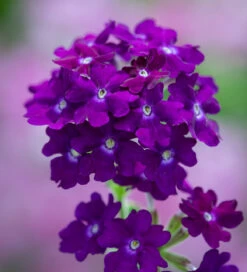 Verbena X 'Showboat Midnight'