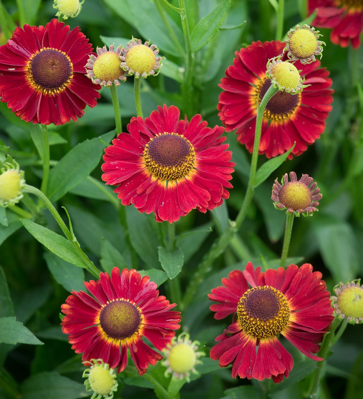Helenium Autumnale 'Salsa' (Mariachi Series)