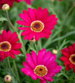 Argyranthemum Frutescens 'Grandaisy Deep Red'