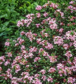 Daphne X Transatlantica 'Eternal Fragrance'