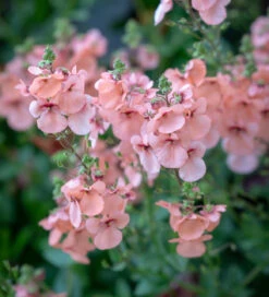 Diascia 'Aurora Apricot'