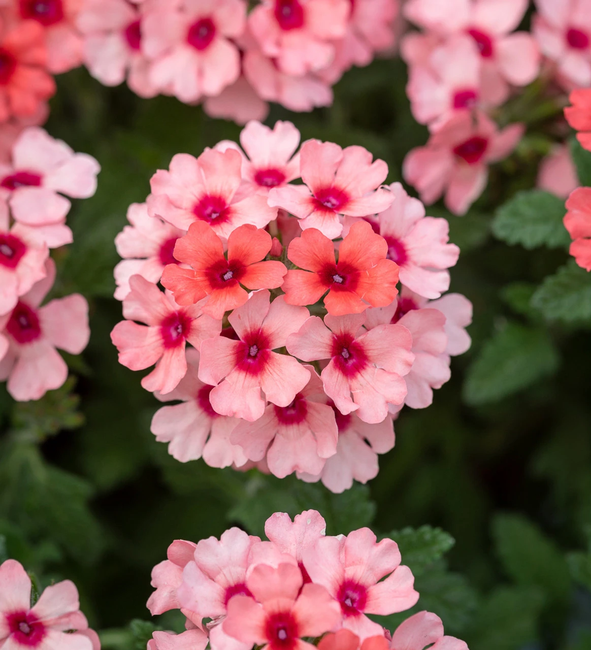 Verbena X 'Showboat Mango Orange'