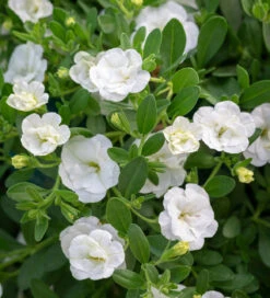 Calibrachoa 'Double Can-Can White Improved'