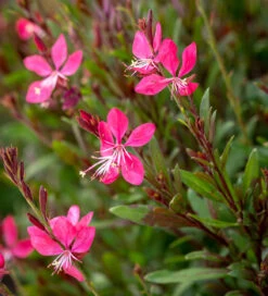 Gaura Lindheimeri 'Whiskers Deep Rose' (syn. Oenothera)
