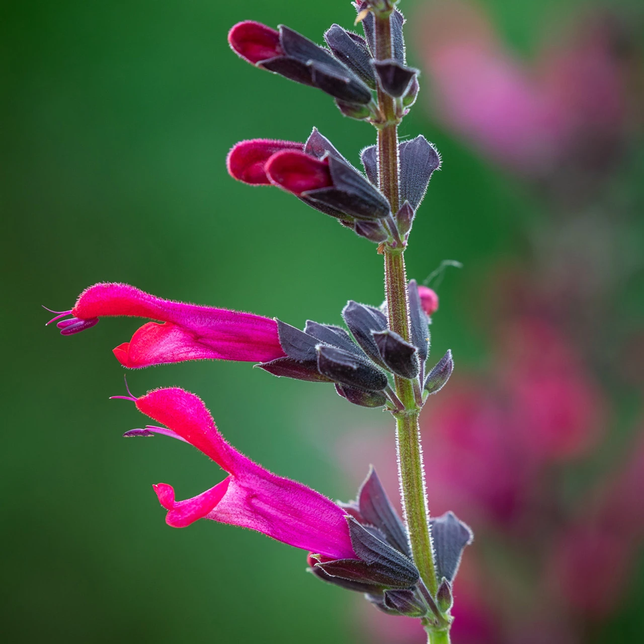 Salvia Guaranitica 'Amante'