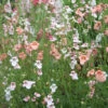 Diascia Collection