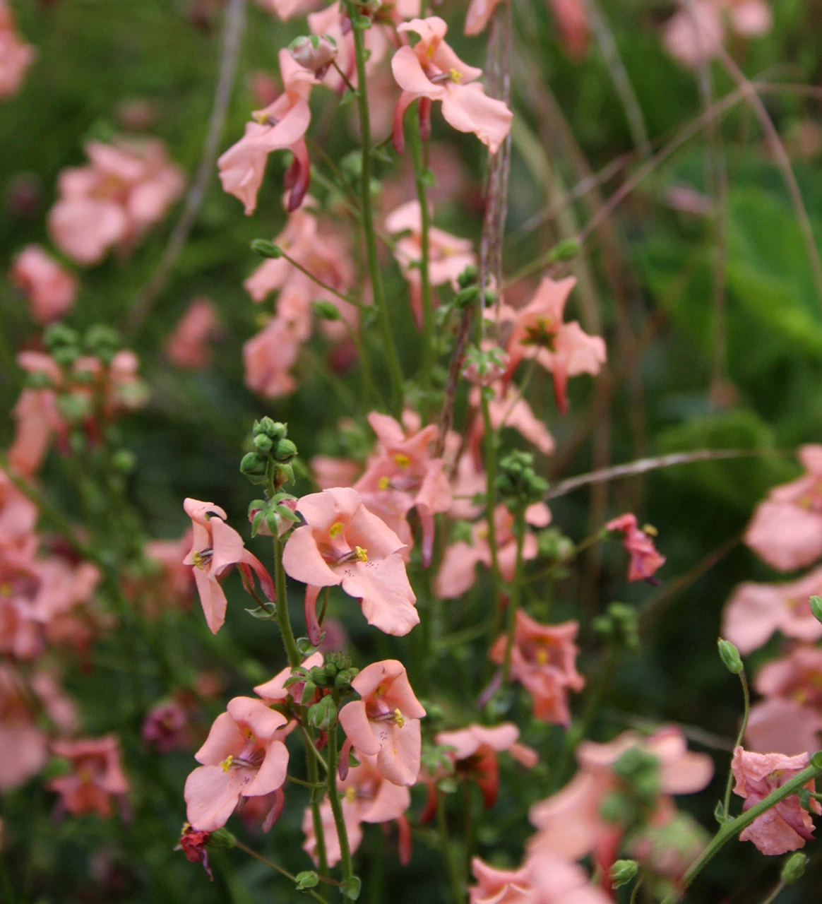Diascia Barberae 'Blackthorn Apricot'