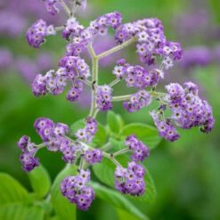 Heliotropium Arborescens 'Reva'