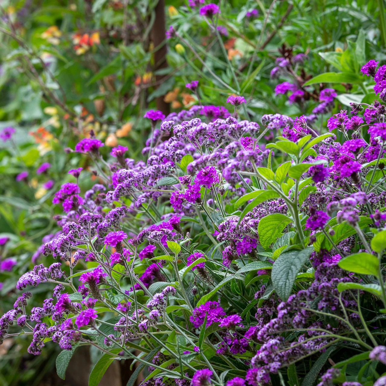 Heliotropium Arborescens 'Reva' - Image 2