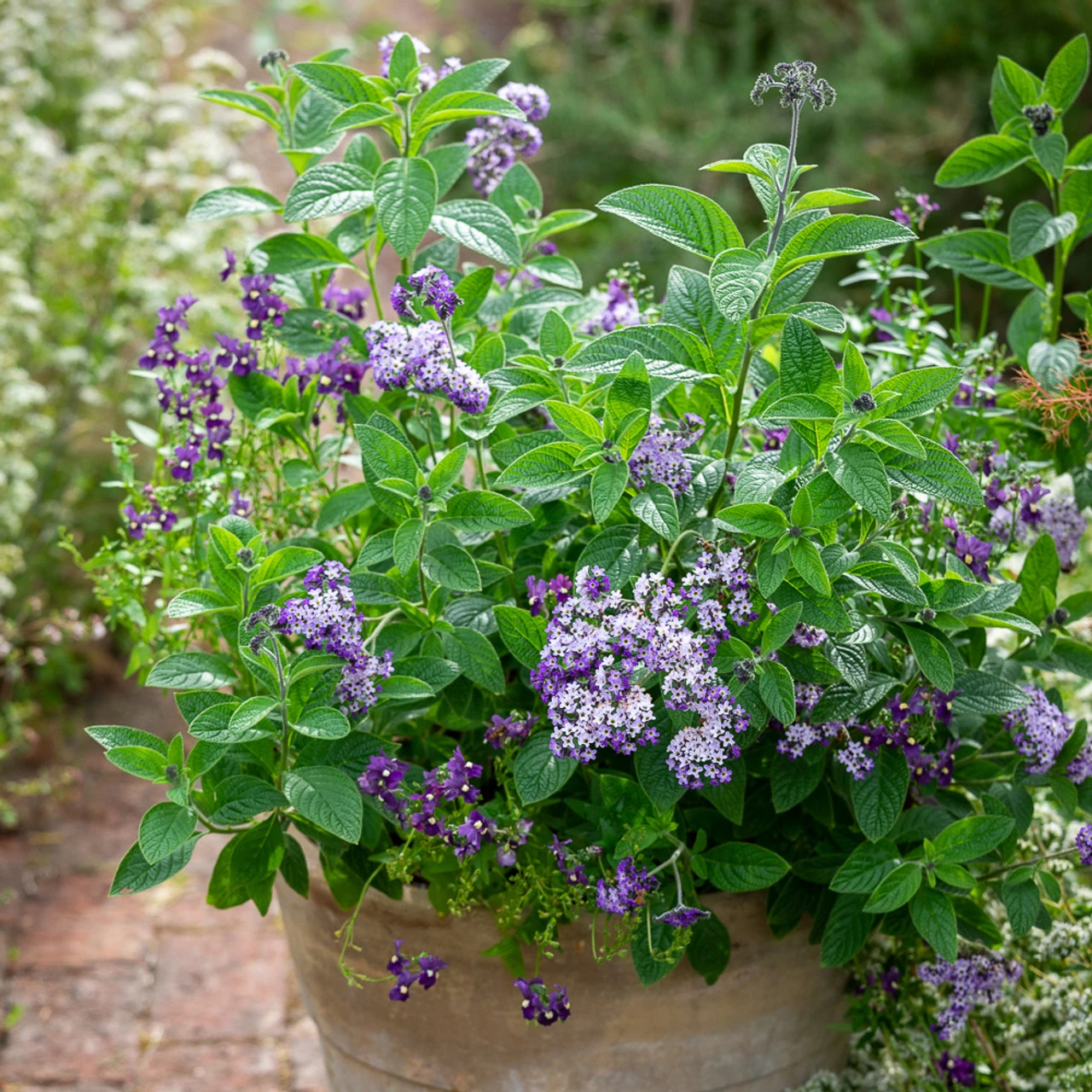 Heliotropium Arborescens 'Reva' - Image 6