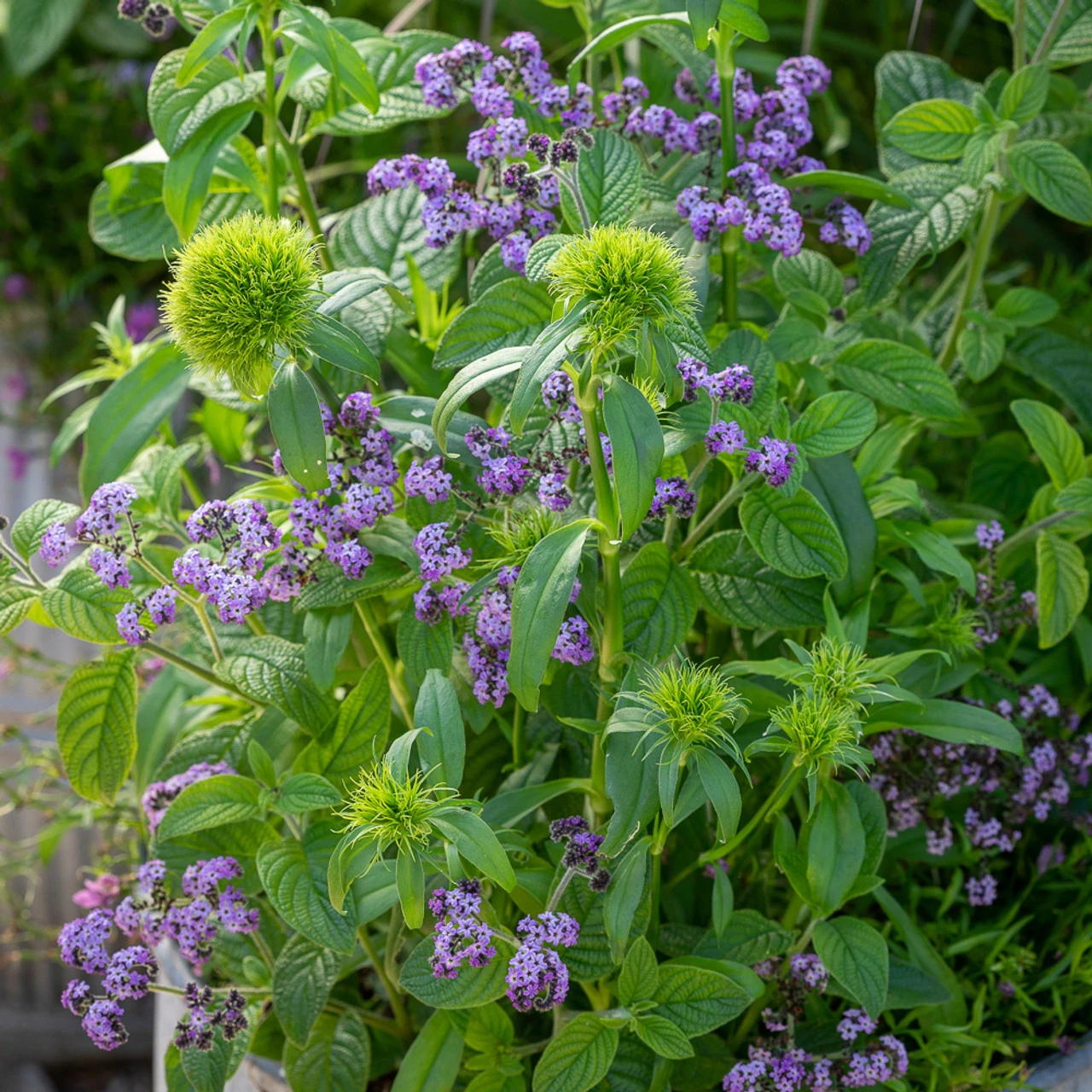Heliotropium Arborescens 'Reva' - Image 7