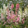 Summer Border Antirrhinum Collection