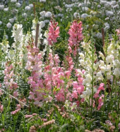 Summer Border Antirrhinum Collection