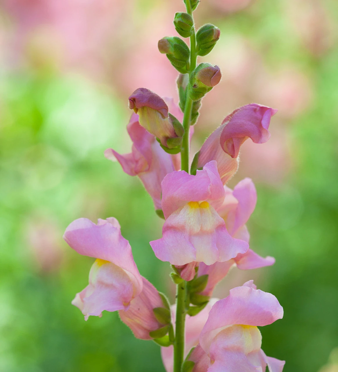 Summer Border Antirrhinum Collection - Image 2