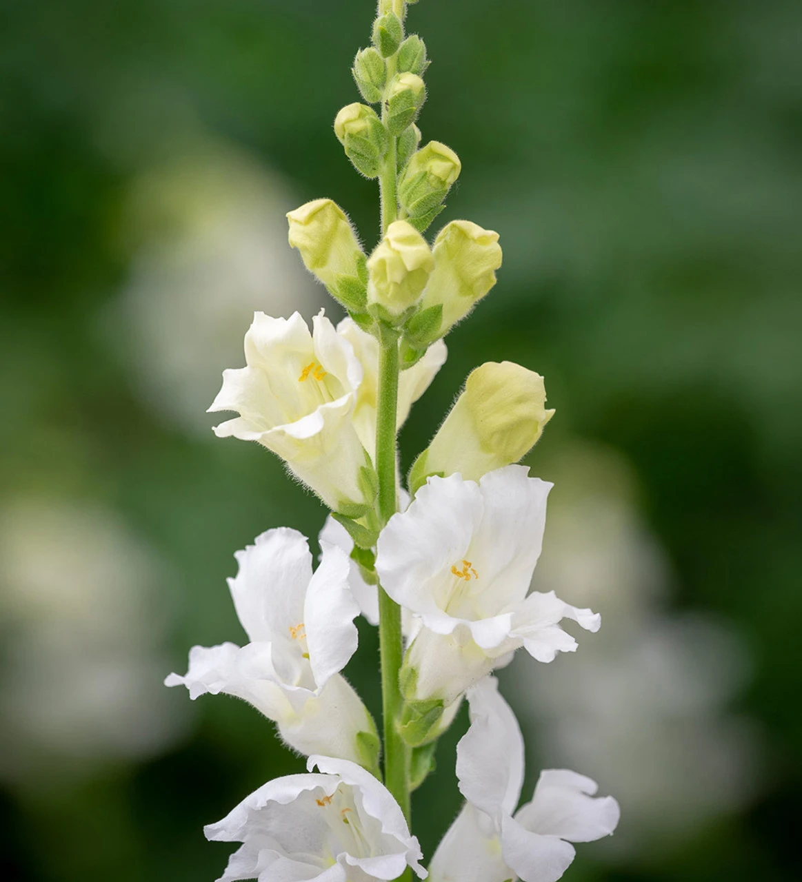 Summer Border Antirrhinum Collection - Image 3