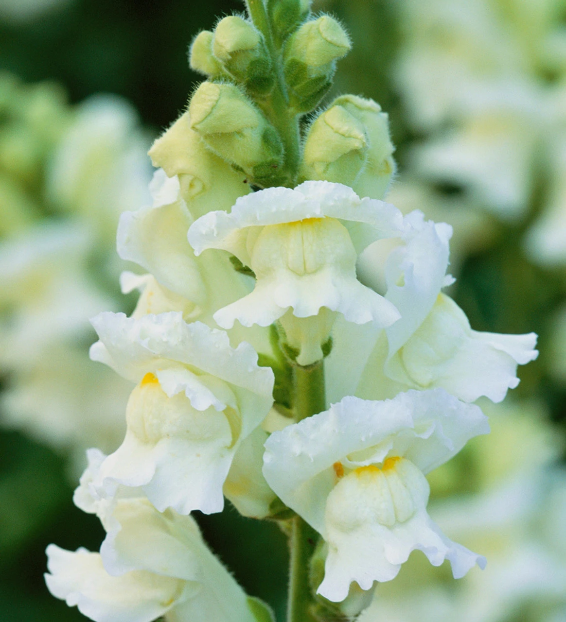 Summer Border Antirrhinum Collection - Image 4