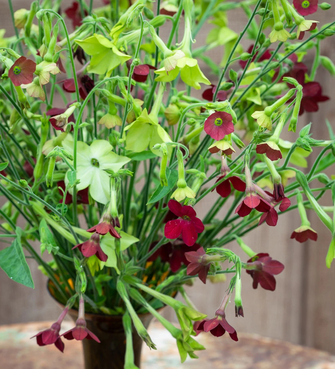 Rich And Zingy Nicotiana Collection