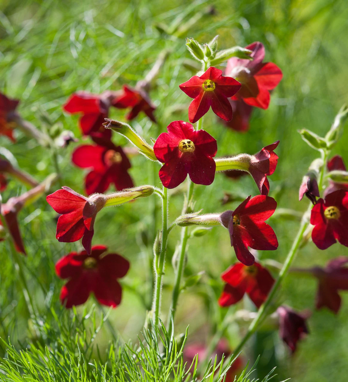 Rich And Zingy Nicotiana Collection - Image 3