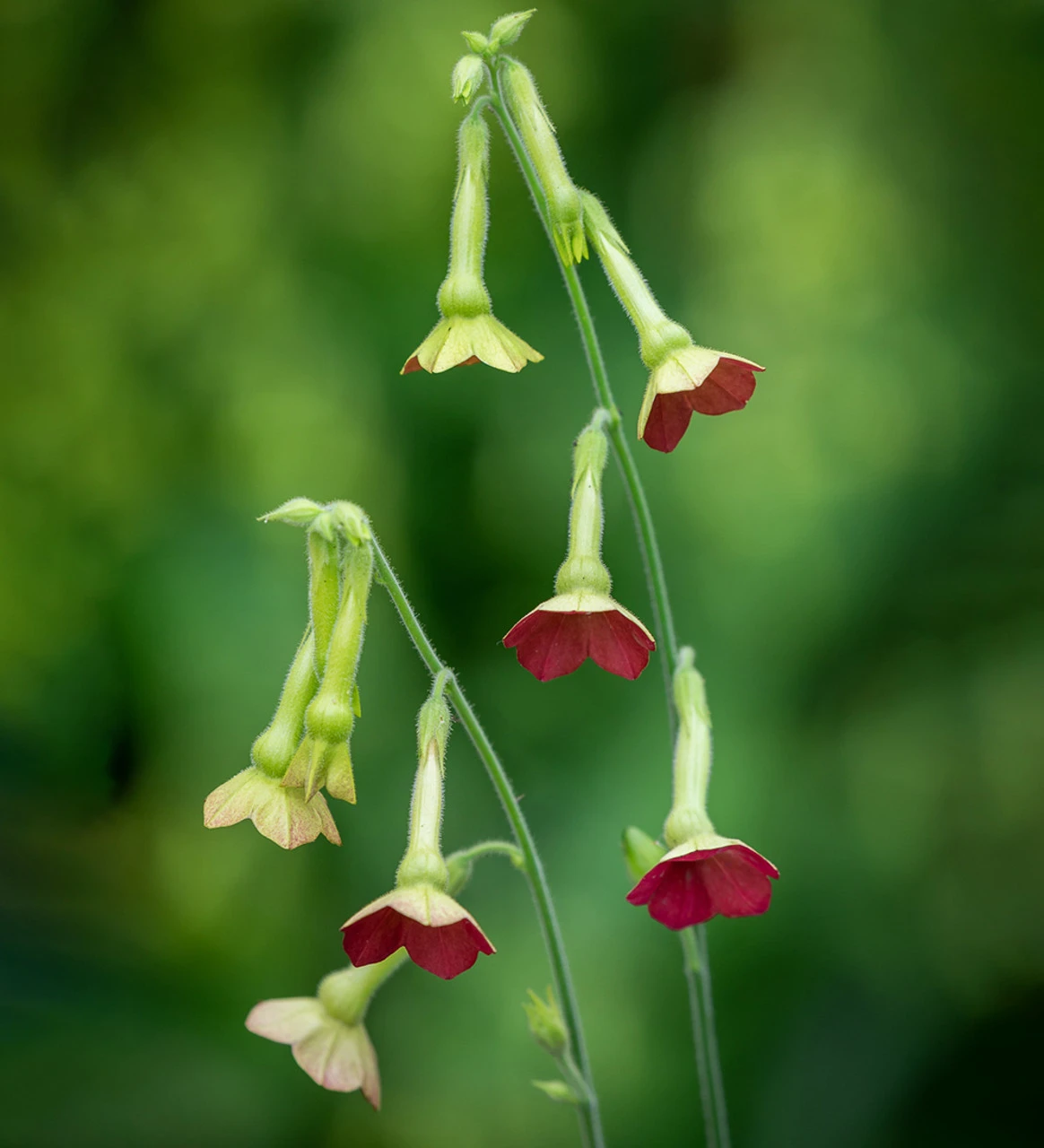Rich And Zingy Nicotiana Collection - Image 4
